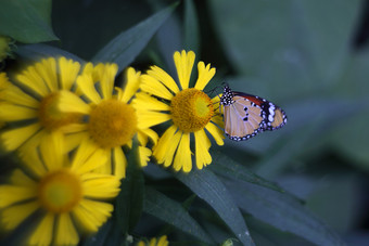 蝴蝶是吸花蜜从花的花园美丽的热带蝴蝶模糊自然背景热带蝴蝶它的自然栖息地