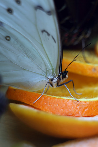 蝴蝶美丽的热带蝴蝶模糊自然背景色彩斑斓的蝴蝶植物花园蒙特利尔图像美丽的热带蝴蝶座位一半水果