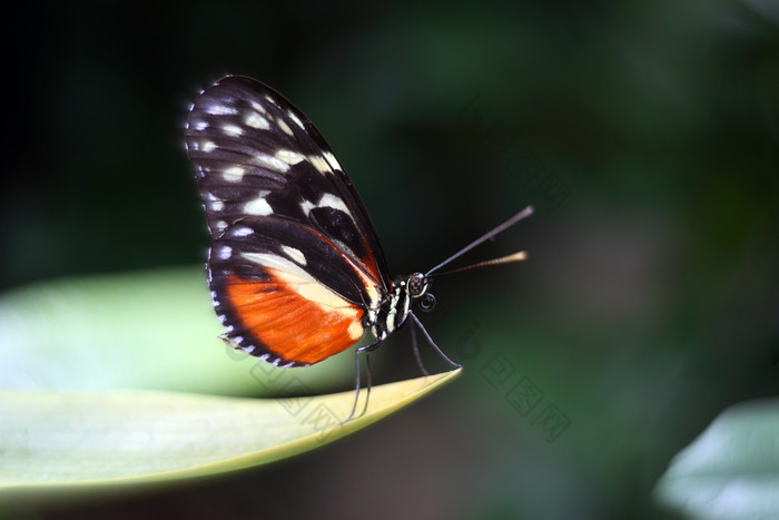 蝴蝶美丽的热带蝴蝶模糊自然背景热带蝴蝶它的自然栖息地轰动一时的蝴蝶的软焦点