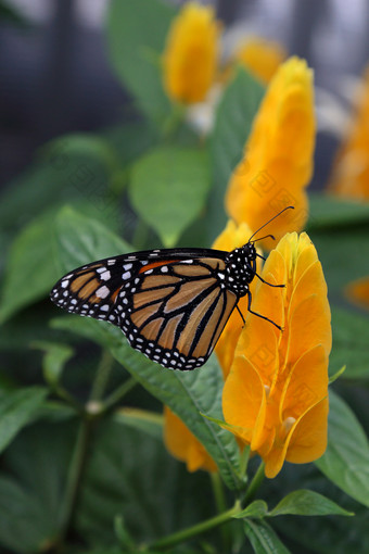 君主达那俄斯Plexippus蝴蝶自然栖息地不错的昆虫从墨西哥热带蝴蝶它的自然栖息地轰动一时的蝴蝶的软焦点