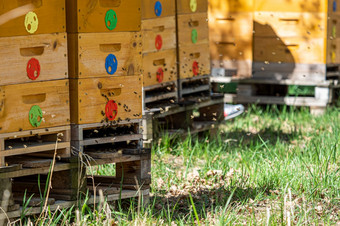 关闭飞行蜜蜂木蜂巢和蜜蜂