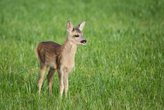 年轻的野生罗伊鹿草卡普雷奥勒斯卡普雷奥勒斯新出生罗伊鹿野生春天自然