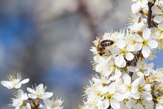 蜂蜜蜜蜂收集花粉从花春天自然蜜蜂收集花蜜从的白色花