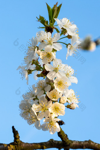 樱桃花朵蓝色的天空春天花背景樱桃<strong>花开花</strong>的春天樱桃花朵蓝色的天空春天花背景