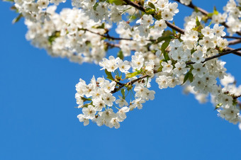 樱桃<strong>花朵</strong>蓝色<strong>的</strong>天空春天花背景樱桃花开花樱桃<strong>花朵</strong>蓝色<strong>的</strong>天空春天花背景樱桃花开花