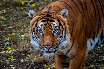 肖像马来半岛的老虎豹属tigris杰克逊肖像马来半岛的老虎豹属tigris杰克逊