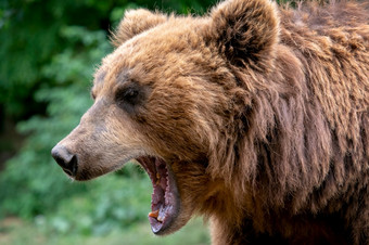 熊与开放动物的鼻口肖像棕色（的）堪察加半岛熊熊属arctos白令细节脸肖像危险的动物从俄罗斯