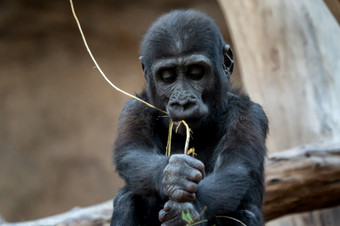 可爱的西方大猩猩婴儿大猩猩大猩猩濒临灭绝的动物