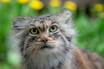 兔狲帕拉斯rsquo猫otocolobus兔狲<strong>可爱</strong>的野生猫从亚洲