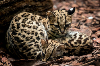 虎猫豹纹维迪女与婴儿虎猫猫一对拥抱每一个其他