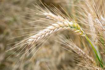 小麦场金耳朵小麦的场背景成熟耳朵草地小麦场丰富的收获概念