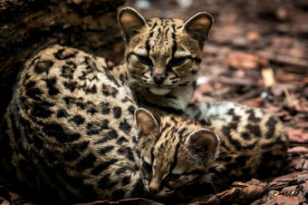 虎猫豹纹维迪女与婴儿虎猫猫一对拥抱每一个其他