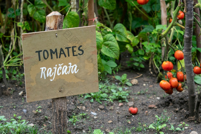 登记西班牙语和捷克木董事会的花园信息标志和登记西红柿西红柿蔬菜花园