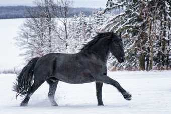 黑白花奶牛种马运行冬天场黑色的黑白花奶牛马运行疾驰冬天