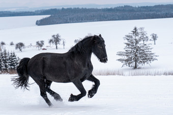 黑白花奶牛种马运行冬天场黑色的黑白花奶牛马运行疾驰冬天