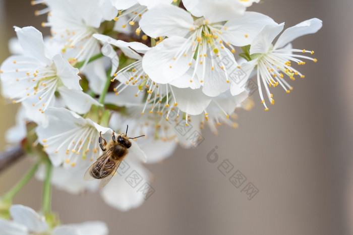 蜜蜂樱桃花朵春天花背景樱桃花开花的春天