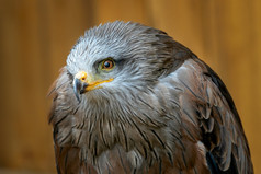 肖像milvus迁移动物中等大小的鸟猎物的家庭鹰科