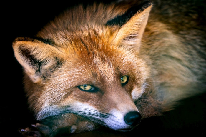 欧洲红色的狐狸狐狐