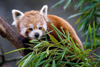 红色的熊猫ailurus富尔根的树可爱的红色的熊猫熊吃竹子