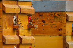关闭飞行蜜蜂木蜂巢和蜜蜂