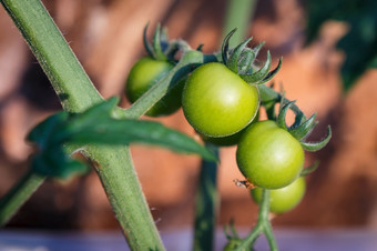 绿色不成熟的西红柿农业概念绿色西红柿关闭分支绿色西红柿日益增长的
