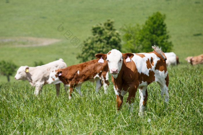 牛和小牛放牧春天草地阳光明媚的一天