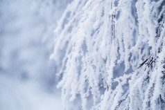 落叶树分支覆盖与雪和霜圣诞节问候卡背景图像为的冬天季节