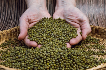 棕色（的）碗完整的干绿豆豆子手完整的新鲜的绿豆豆子维尼亚辐射型健康的吃和素食者概念