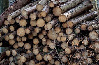 日志树干桩的日志记录木材森林木行业木切割森林