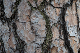 细节树树皮树干松树松果体自然纹理细节树树皮树干松树松果体自然textur