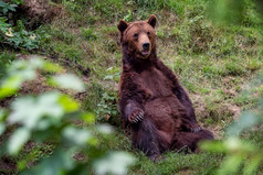 休息棕色（的）熊熊属arctos的森林