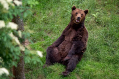 休息棕色（的）熊熊属arctos的森林