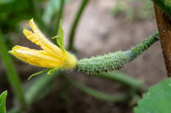 小生黄瓜与黄色的花日益增长的的花园有机农业概念健康的食物