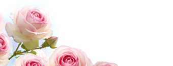 玫瑰丛花粉红色的玫瑰在梯度蓝色的白色背景水平横幅花背景粉红色的玫瑰