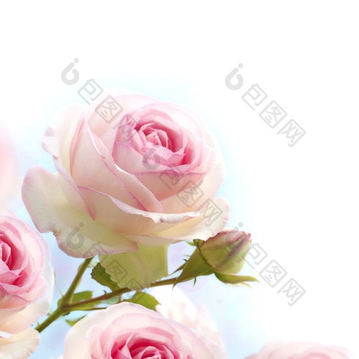 粉红色的玫瑰背景花边境与gradiant从蓝色的白色专用的为浪漫的爱卡关闭的花浪漫的粉红色的玫瑰花背景