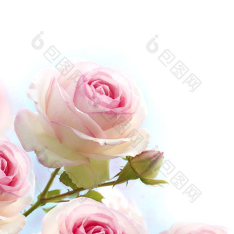 粉红色的玫瑰<strong>背景</strong>花边境与gradiant从蓝色的白色专用的为<strong>浪漫</strong>的爱卡关闭的花<strong>浪漫</strong>的粉红色的玫瑰花<strong>背景</strong>