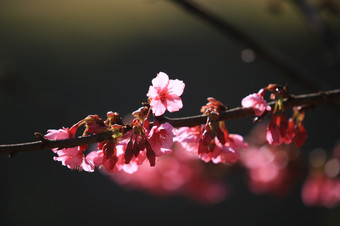 樱桃开花樱花花自然背景花园美丽的樱桃开花花与分支和阳光黑暗背景和散景概念darktone樱花