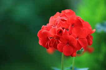 美丽的红色的绣球花绣球花花开花花园特写镜头新鲜绣球花花自然背景概念暑热花