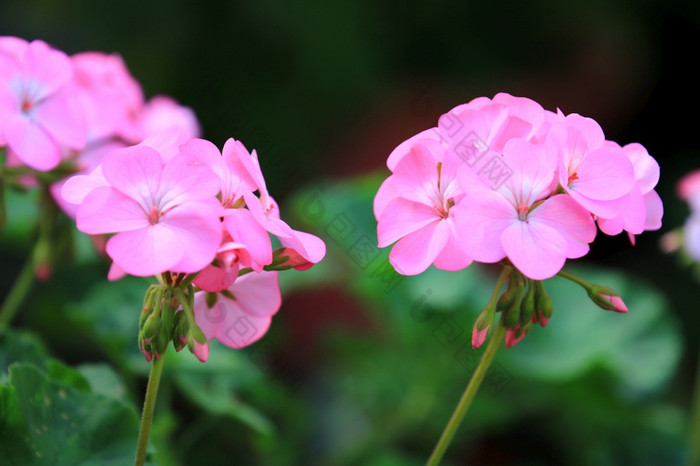 美丽的粉红色的绣球花绣球花花开花花园特写镜头新鲜绣球花花与叶和分支自然背景早....