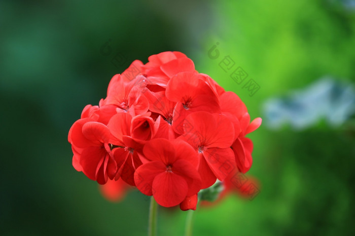 美丽的红色的绣球花绣球花花开花花园特写镜头新鲜绣球花花自然背景概念暑热花
