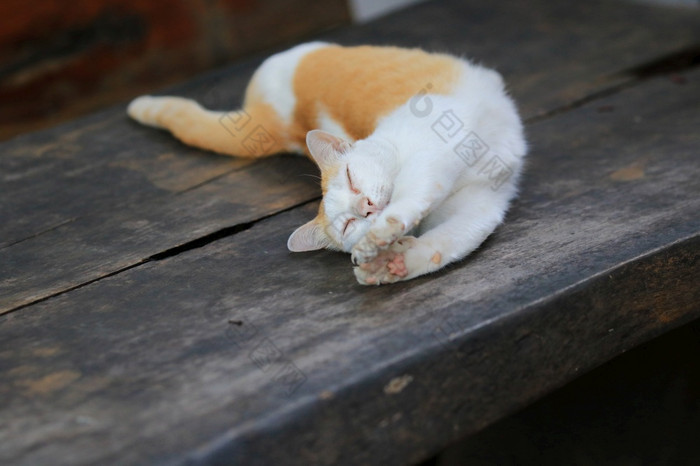 黄色的猫放松木表格保持猫的房子可以帮助缓解压力