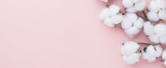 棉花花粉红色的柔和的背景极简主义春天花布洛瑟姆概念平躺前视图复制空间