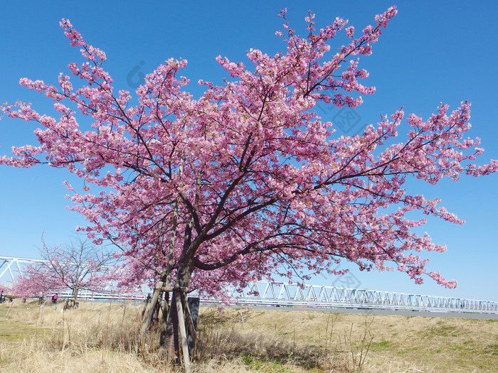 日本樱花完整的盛开的粉红色的樱桃花朵树和蓝色的天空春天季节