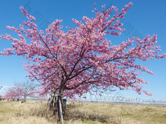 日本<strong>樱花</strong>完整的盛开的粉红色的樱桃花朵树和蓝色的天空春天季<strong>节</strong>