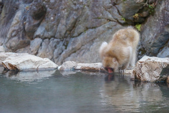 日本野生猴子喝自然温泉热春天yaenkoen公园nagono日本