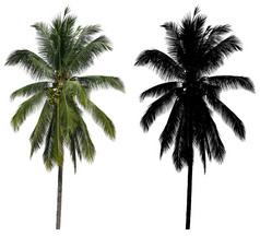 高和高椰子棕榈树与黑色的α面具孤立的白色背景