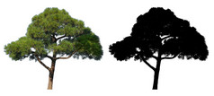 日本高盆景松树和黑色的α面具孤立的白色背景