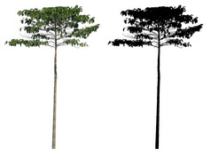 自然苗条的高常绿叶子树与黑色的α面具孤立的白色背景