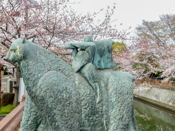 4月千叶日本日本传说字符金太郎雕像与模糊完整的盛开的樱桃开花樱花树背景