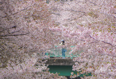 完整的盛开的日本粉红色的樱桃花朵樱花树沿着的著名的目黑河